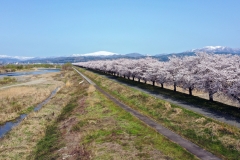 桜づつみモデル事業寒河江川築堤工事