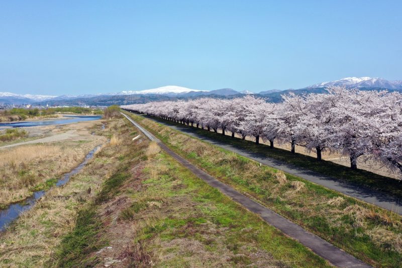 桜づつみモデル事業寒河江川築堤工事